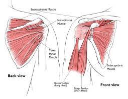 Normal anatomy, variants and checklist. Shoulder Injuries In The Throwing Athlete New Mexico Orthopaedic Associates P C