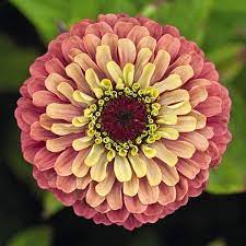 Check spelling or type a new query. Queen Red Lime Zinnia Seeds Annual Flower Seeds