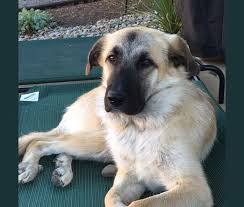 Maybe you would like to learn more about one of these? Embark Dog Dna Test Breed