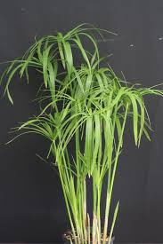Image result for Cyperus sp.no.4