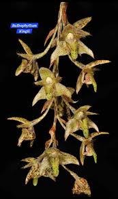 Image result for Bulbophyllum sandersonii