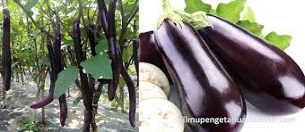 Apakah anda mencari gambar terong sayuran? Kandungan Gizi Terung Eggplant Dan Manfaat Terung Bagi Kesehatan