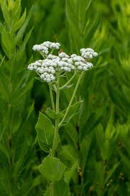 This is a nice moderate dirt trail through browns woods. Bleeding Heartland