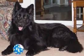 German shepherd puppies for sale in grand rapids michigan. Searching For Long Haired Solid Black German Shepherd Puppy For Sale In Oklahoma City Oklahoma Classified Americanlisted Com