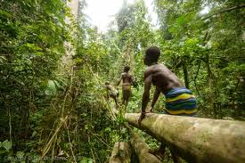 Image result for Hunteria congolana