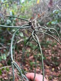 Image result for Microcoelia megalorrhiza