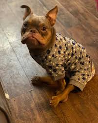 Find 14 listings related to colorado pitbull rescue in longmont on yp.com. Dog With Birth Defect Looking For Forever Home Gets Stood Up