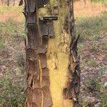 Image result for Stereospermum kunthianum