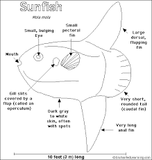 Ocean sunfish coloring page to color, print or download. Sunfish Printout Enchantedlearning Com