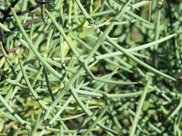 Image result for Scutia