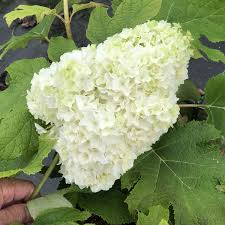 Oakleaf hydrangeas and climbing hydrangeas in particular are not as appetizing to deer. Hydrangea Gatsbys Moon Buy Hydrangea Oakleaf Shrubs Online