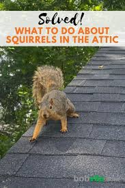 Solved What To Do About Squirrels In The Attic In 2020 Squirrel Attic Cool Tools