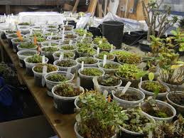 Select dwarf varieties of rhododendrons when planting in containers. The Rhododendrons Of Chimacum Woods Grower Feature Sky Nursery