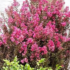 Delta Fusion Crape Myrtle Dark Pink Blooms Live Plants
