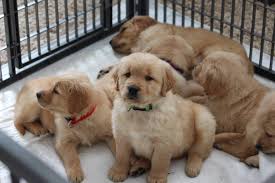This dog needs human companionship; Golden Retriever Puppies Location Golden S And More Facebook