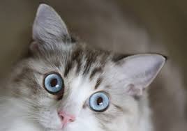 How to give your cat benadryl. Side Effects Of Benadryl For Cats Canna Pet