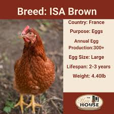 They are most common for beginners or those who wish to keep chickens for a long time. The Isa Brown Chickens The Hen House Collection Facebook