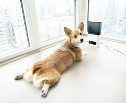 What Is A Sploot Definition Examples And Cuteness Overload