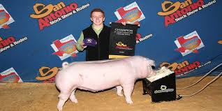 Shallowater sophomore earns breed champion in San Antonio swine show
