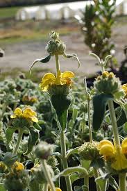 Image result for Phlomis fruticosa