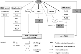 It is the first phase of the interphase which starts at the end of the previous m phase and occurs till the beginning of dna synthesis. Mir 7 Triggers Cell Cycle Arrest At The G1 S Transition By Targeting Multiple Genes Including Skp2 And Psme3