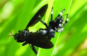 Phidippus regius, known commonly as the regal jumping spider, is a species of jumping spider in eastern north america. Regal Jumping Spider Phidippus Regius With Male Prolepsis Tristis As Download Scientific Diagram