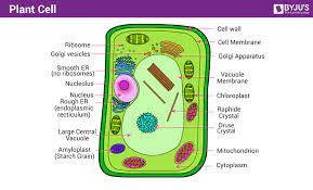 This type of cell has no nucleus, but it has a cell wall and ribosomes, but no other organelles. Plant Cell Definition Structure Function Diagram Types