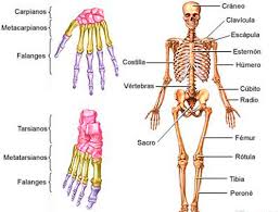 Resultado de imagen para cuerpo humano