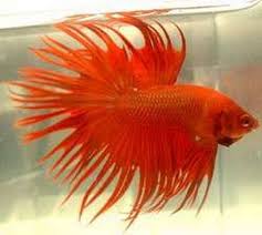 Betta Fish A Guide Betta Fish Betta Betta Fish Care