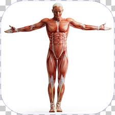 It should be noted that there are many more muscles in the body that are not addressed by this muscle anatomy diagram. Human Body Diagram Of Muscles Human Anatomy