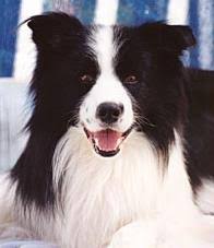 Kopek Cinsleri Pedigree