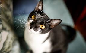 They care and treat my. Your Veterinarian In Berlin Nj Pet Check Urgent Care