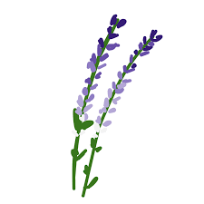 Above the v, use u shaped lines to form the petals of the second flower. How To Draw Lavender Learn To Draw From Other Letsdrawit Players