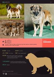 Black And Brown Dog Breeds Medium Dogs 101 Aidi Breed Dog Breeds Dogs Livestock Guardian