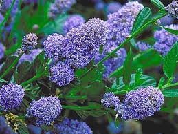 Maybe you would like to learn more about one of these? Ca Native Plants For Drought Thirsty Bay Area Gardens Pacific Nurseries