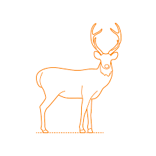 Many animals have adapted to the unique conditions of the tropical rainforests. Rainforest Animals Dimensions Drawings Dimensions Com