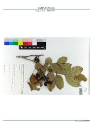 Image result for Connaraceae