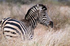 There are 11 different types of zebra. Zebra Facts Habitat Diet And Size With Pictures Animalspal