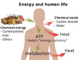 We did not find results for: What Are Some Examples Of Homeostasis In Humans Quora