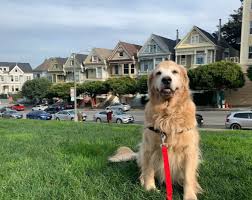 Dog boarding, dog walking, house sitting 5 Best Dog Walkers In San Francisco