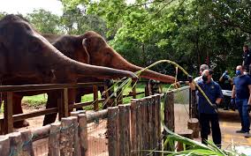 We did not find results for: Zoo Melaka Perlu Rm600 000 Sebulan Tampung Kos Operasi Susulan Pandemik Free Malaysia Today Fmt