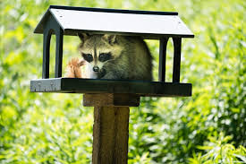 They can kill a small dog or start fights with your pet cats, and even endanger you or your children. 4 Natural Raccoon Deterrents Apple Pest Control