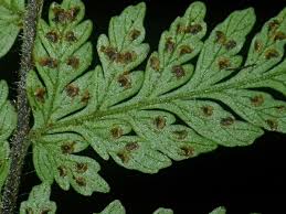 Image result for Tectariaceae