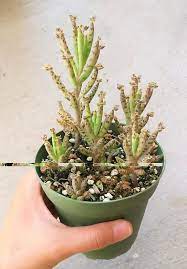 Pin On Succulent Terrarium Heaven