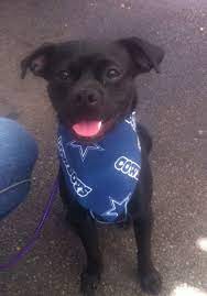 Dallas Cowboys Dog Bandana Dallas Cowboys Dog Dog Bandana Dog Bowtie