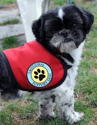 Emotional Support Dog Vest Complete With 2 Paw Print Patches Emotional Support Dog Vest Support Animal Emotional Support Dog