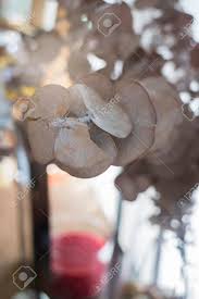 乾燥した茶色ユーカリの枝 ストック フォトの葉します の写真素材 画像素材 Image 90218368