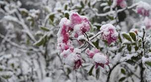 Há chance de geada em quase todo interior da região. Semana Deve Ter Frio Intenso E Pode Nevar No Sul Do Pais Noticias R7 Cidades