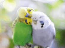 Just start our love birds gif app and select the best gif from our large collection. Lovebirds Gifs Tenor