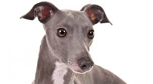 Essentially a slender miniature greyhound, the italian greyhound is exceptionally elegant and graceful. Italian Greyhound International Biosciences Australia